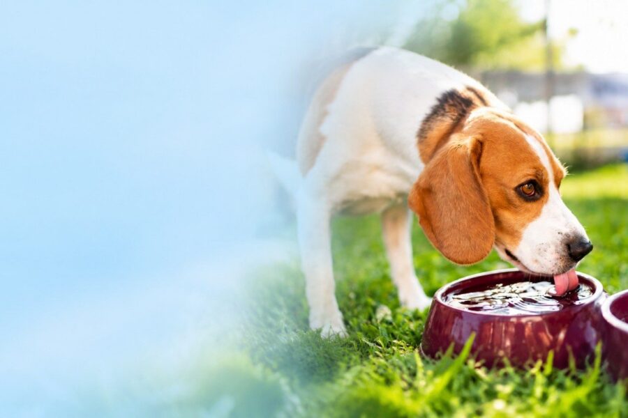 Is It Safe for Dogs to Drink Softened Water